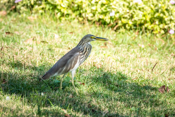 Chinese pond heron(Ardeola bacchus) on the lawn in the park.