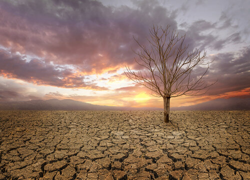 Dry cracked land with dead tree and sky in background a concept of global warming