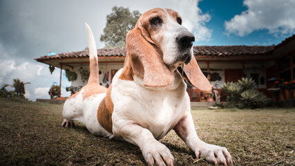 beagle in the grass
