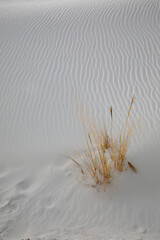 The dried foxtail in white sands dune