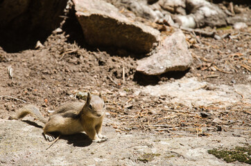 A ground squirrel posing on a flat rock.