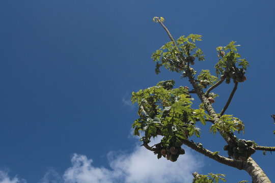 árbol de papayo 