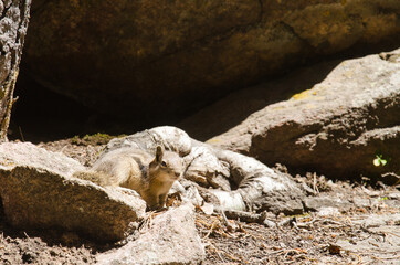 A ground squirrel starts to fall asleep on a warm rock.