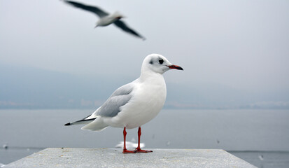 A white slim larus ridibundus with grey wings standing on the platform in cloudy day