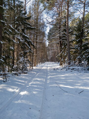 Pristine forest in Tuchola National park in central Poland during winter sunny day with snow