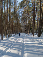 Pristine forest in Tuchola National park in central Poland during winter sunny day with snow