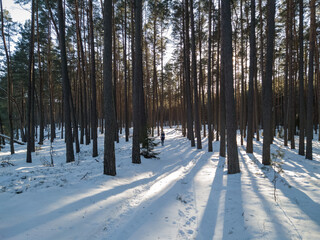 Pristine forest in Tuchola National park in central Poland during winter sunny day with snow