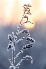 Dry plant covered with hoarfrost outdoors on winter morning, closeup