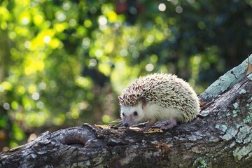 hedgehog in the forest, hedgehog with the soft light of the young sun in the morning., Dwraf...