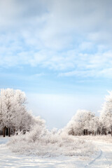 Plants covered with hoarfrost outdoors on winter morning