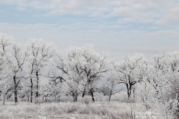 Plants covered with hoarfrost outdoors on winter morning