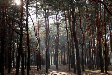 Picturesque view of beautiful forest on sunny day