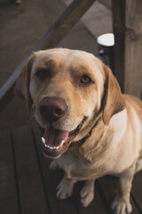 portrait of a golden retriever