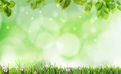 Fresh green grass and flowers on blurred background, space for text. Spring season