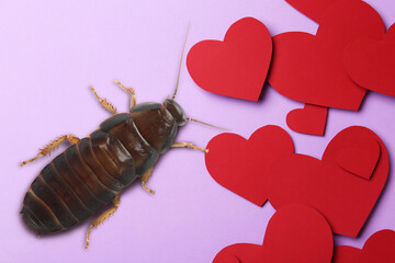 Valentine's Day Promotion Name Roach - QUIT BUGGING ME. Cockroach and paper hearts on lilac background, flat lay