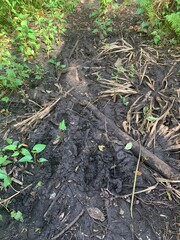muddy walking path in swamp