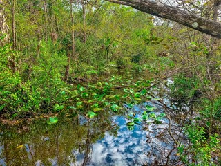South Florida cypress swamp wetland
