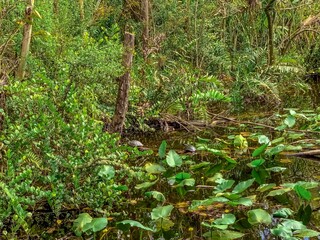 South Florida cypress swamp wetland