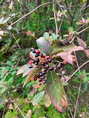 Shiny Blueberry - Vaccinium myrsinites in Florida fern forest