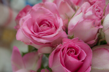 Obraz premium ピンクの薔薇