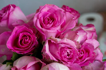 ピンクの薔薇
