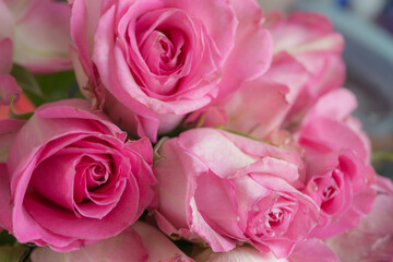 ピンクの薔薇