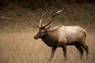 Naklejka na ściany i meble Three Quarter View of Walking Bull Elk