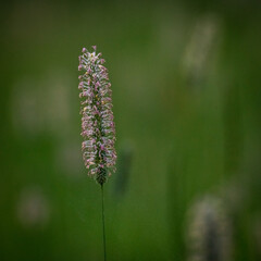 Timothy Grass with Copy Space to Right