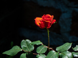 Fototapeta premium Rosa