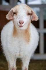 Obraz premium portrait of a goat