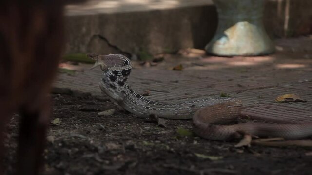Copperhead racer snake in defence posture moving around on ground surrounded by two dogs  - Koh Samui island in Thailand