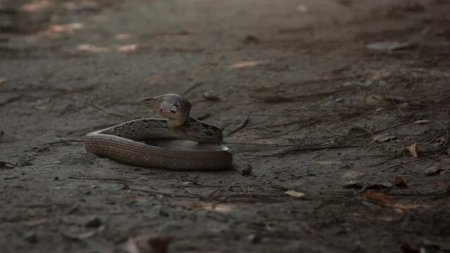Copperhead racer snake in attack posture Koh Samui island in Thailand