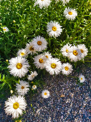 daisies in a field