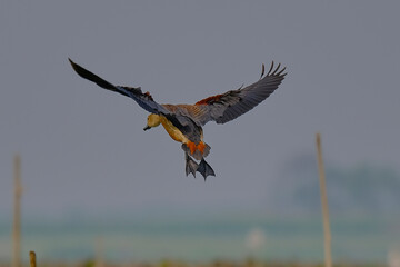 lesser whistling duck