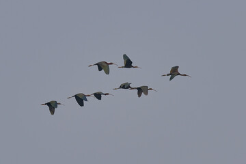 Glossy Ibis