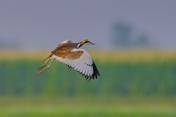 Pheasant-tailed Jacana in flight