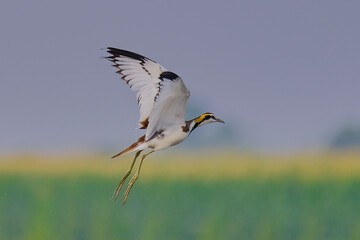 Pheasant-tailed Jacana in flight