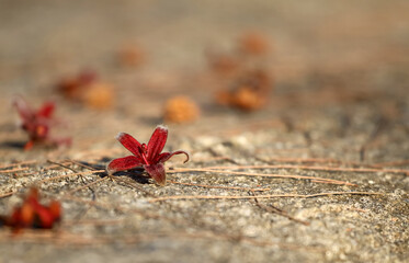The flowers that fall on the garden floor.