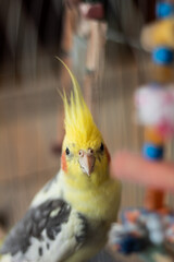 cockatiel