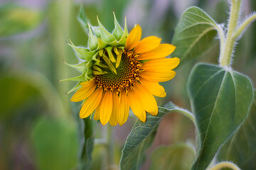 Flower sunflower yellow sun landscape 
