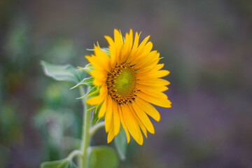 Flower sunflower yellow sun landscape 