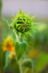Flower sunflower yellow sun landscape 