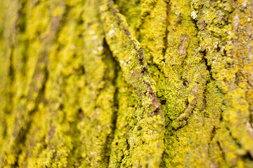 lichen on tree bark