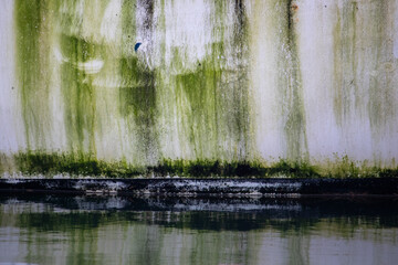 Green algae growing on an old boat