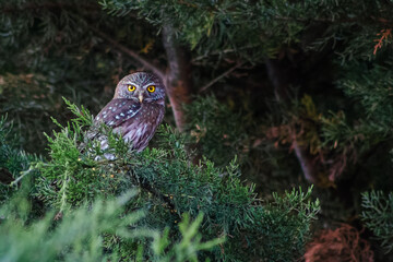 owl in the forest