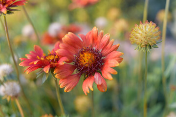 red and yellow flowers