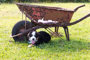 Bernese Mountain Dog Pup sitting by old rusty wheel barrow 