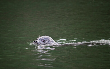 seal in water