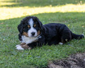 Bernese Mountain Dog Pup laying in the shade