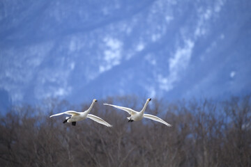 Fototapeta premium 白鳥 大空に羽ばたくコハクチョウ